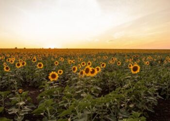 Field of SunflowersMeaning, Search Intent & Visual Appeal