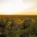 Field of SunflowersMeaning, Search Intent & Visual Appeal