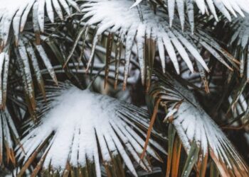 Needle Palm TreeCold Hardy Survivor Most People Ignore Now