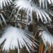 Needle Palm TreeCold Hardy Survivor Most People Ignore Now