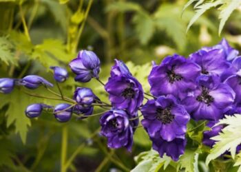 Larkspur flower MeaningSymbolism, Colors & Hidden Beauty A