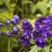 Larkspur flower MeaningSymbolism, Colors & Hidden Beauty A