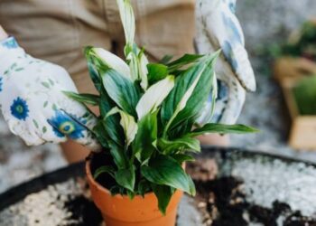 Peace Lily Benefits
