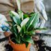 Peace Lily Benefits
