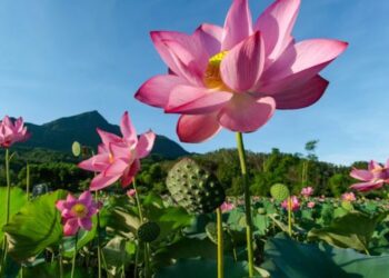 Rarest Flowers of the World