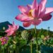 Rarest Flowers of the World