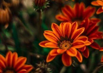 Tropical Flower Names