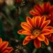 Tropical Flower Names