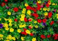 SuperCal Flowers The Ultimate Guide to Vibrant Blooms