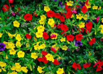SuperCal Flowers The Ultimate Guide to Vibrant Blooms
