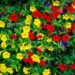 SuperCal Flowers The Ultimate Guide to Vibrant Blooms