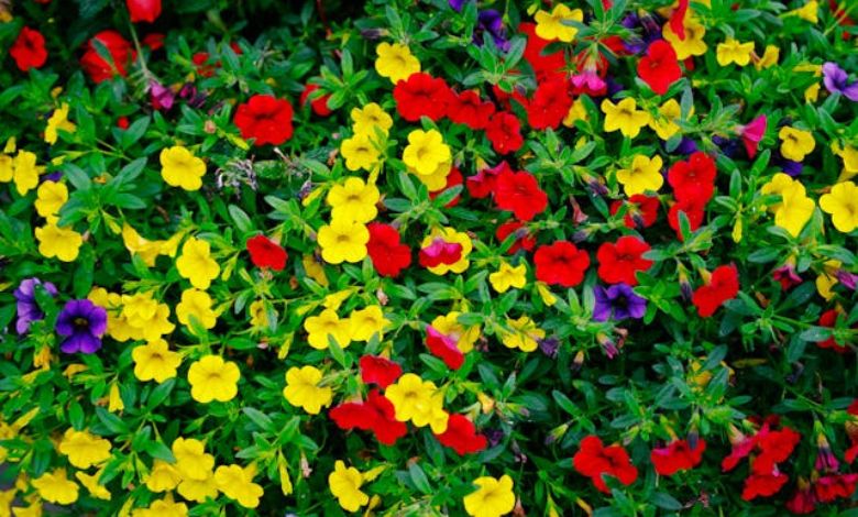 SuperCal Flowers The Ultimate Guide to Vibrant Blooms