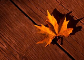 Types of Maple Wood Grains, Grades & Uses Today Guide NowSEO