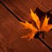 Types of Maple Wood Grains, Grades & Uses Today Guide NowSEO