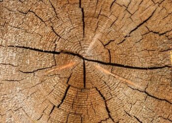 What is Quarter Sawn Wood Grain, worthy, Price and user. Guide