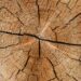 What is Quarter Sawn Wood Grain, worthy, Price and user. Guide