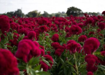 Celosia Dragon's Breath