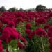 Celosia Dragon's Breath