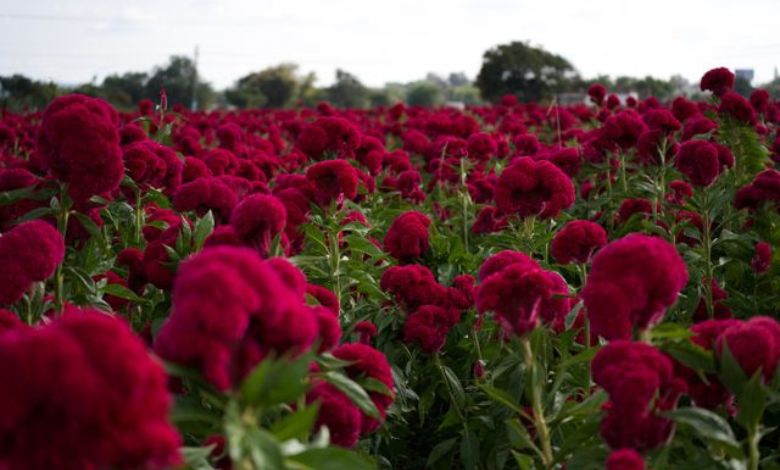 Celosia Dragon's Breath