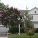 Crepe Myrtle Sioux