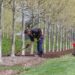 Dark Brown Mulch