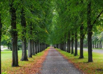 Emerald Green Tree