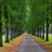 Emerald Green Tree